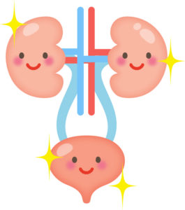 元気な腎臓と膀胱