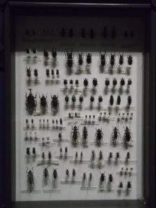 昆虫標本