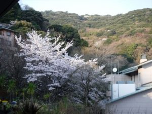 伊豆山の桜