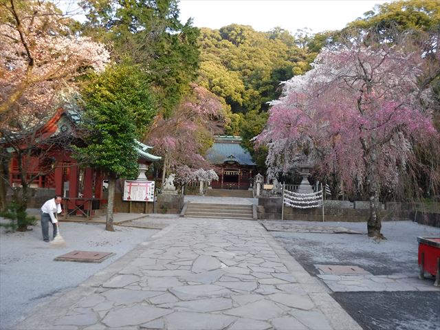 伊豆山神社の枝垂れ桜