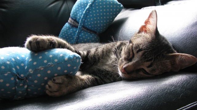 枕を抱く猫