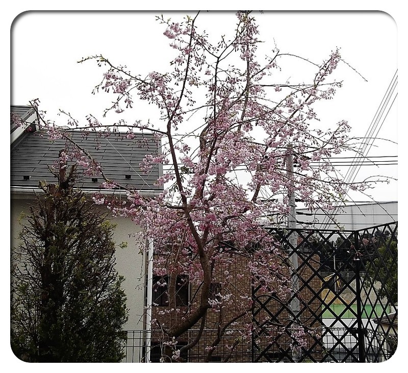 桜 庭 に 植える